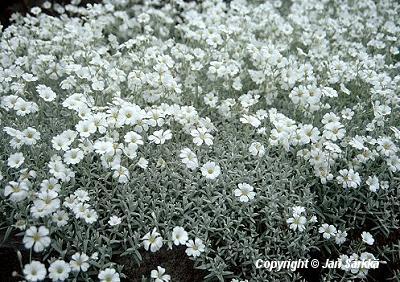  Cerastium Tomentosum-Ryhm, 'Silberteppich'